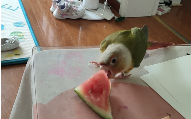 西瓜真好吃